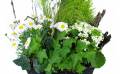 Zoom image de la Composition de plantes blanches "Chamomilla" | L'Agitateur Floral