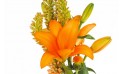 zoom sur un lys de couleur orange