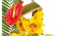vue sur un anthuriums rouge et des cymbidiums jaune