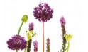 image des fleurs sur le haut de la composition découverte