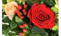 vue sur une magnifique rose rouge