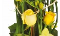 vue sur une magnifique rose jaune