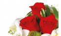 vue sur une rose rouge