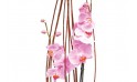 zoom sur les fleurons d'orchidées