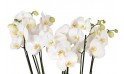 vue sur les fleurons d'orchidées blanches