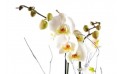 L'Agitateur Floral | zoom sur l'orchidée blanche double branche