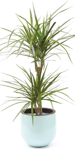 mosaïque : vue sur la plante Dracaena