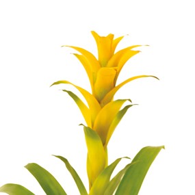 mosaïque : image de la tête d'un guzmania jaune