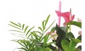 vue sur le haut de la Composition de plantes Le Jardin des Druides