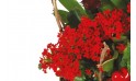 vue sur les nertera du Panier de plantes Antho le Jardinier