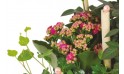 zoom sur un kalanchoé de la coupe de plante