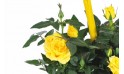 vue sur un rosier de couleur jaune
