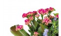 zoom sur un kalanchoé rouge/rose de l'assemblage de plantes
