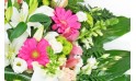 zoom sur les gerberas roses