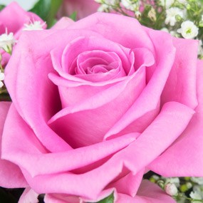 mosaïque : vue sur une rose rose