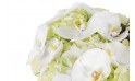 vue sur les orchidées blanches