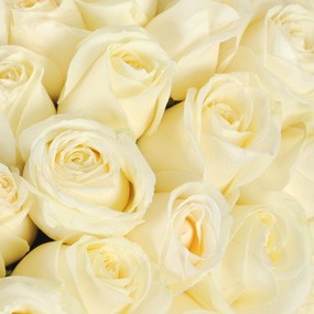 mosaïque : vue sur les roses blanches