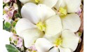 zoom sur un fleuron d'orchidée vanda du coeur en fleurs Douceur