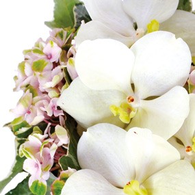 mosaïque : vue sur des orchidées vanda blanches