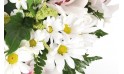 zoom sur les germinis de couleur blanche