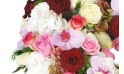 zoom sur une orchidée phalaenopsis rose mauve