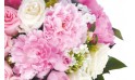 vue sur de magnifique pivoine de couleurs roses