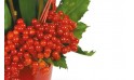L'Agitateur Floral | zoom sur les hypéricums de couleurs rouges