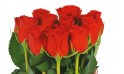 L'Agitateur Floral | vue sur les roses rouges