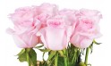 vue sur le fagot de roses roses