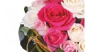 vue sur une rose rose