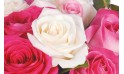 vue sur une rose blanche