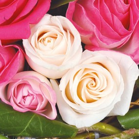 mosaïque : vue sur deux roses blanches