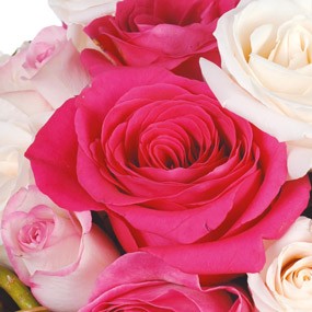 mosaïque : vue sur une rose rose