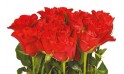 vue sur les roses rouges