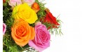 zoom sur trois roses gros boutons jaune, orange, rose