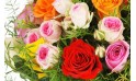zoom sur des roses petits boutons