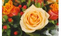 zoom sur une magnifique rose saumon