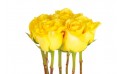 zoom sur les roses jaunes