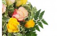 zoom sur de vieilles roses