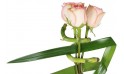 zoom sur les roses roses
