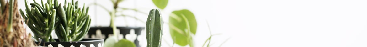 Plantes dépolluantes | livraison par un artisan fleuriste 7j/7 en 4h
