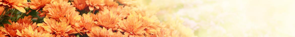 Livraison de plantes pour la toussaint par un artisan fleuriste