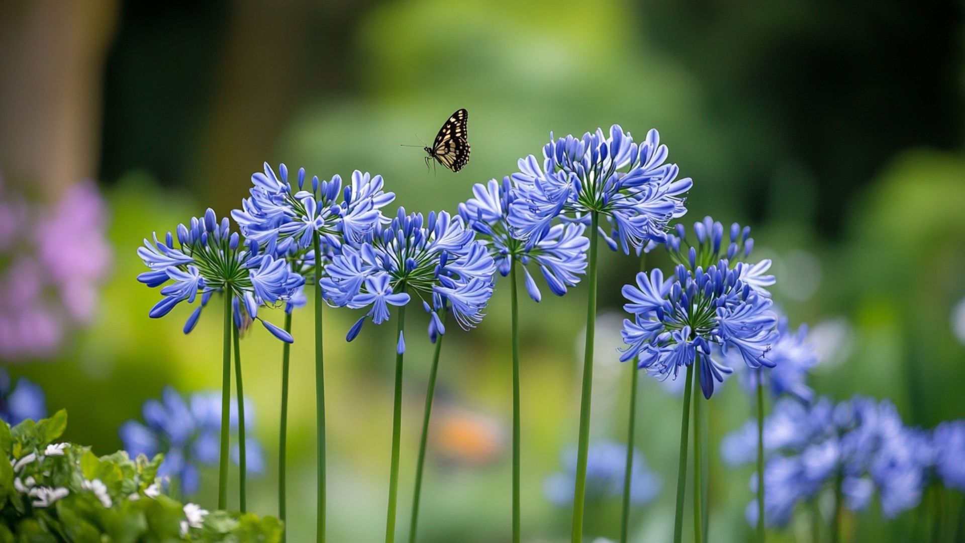 Agapanthes bleues azur en fleurs créant un effet enchanteur dans le jardin